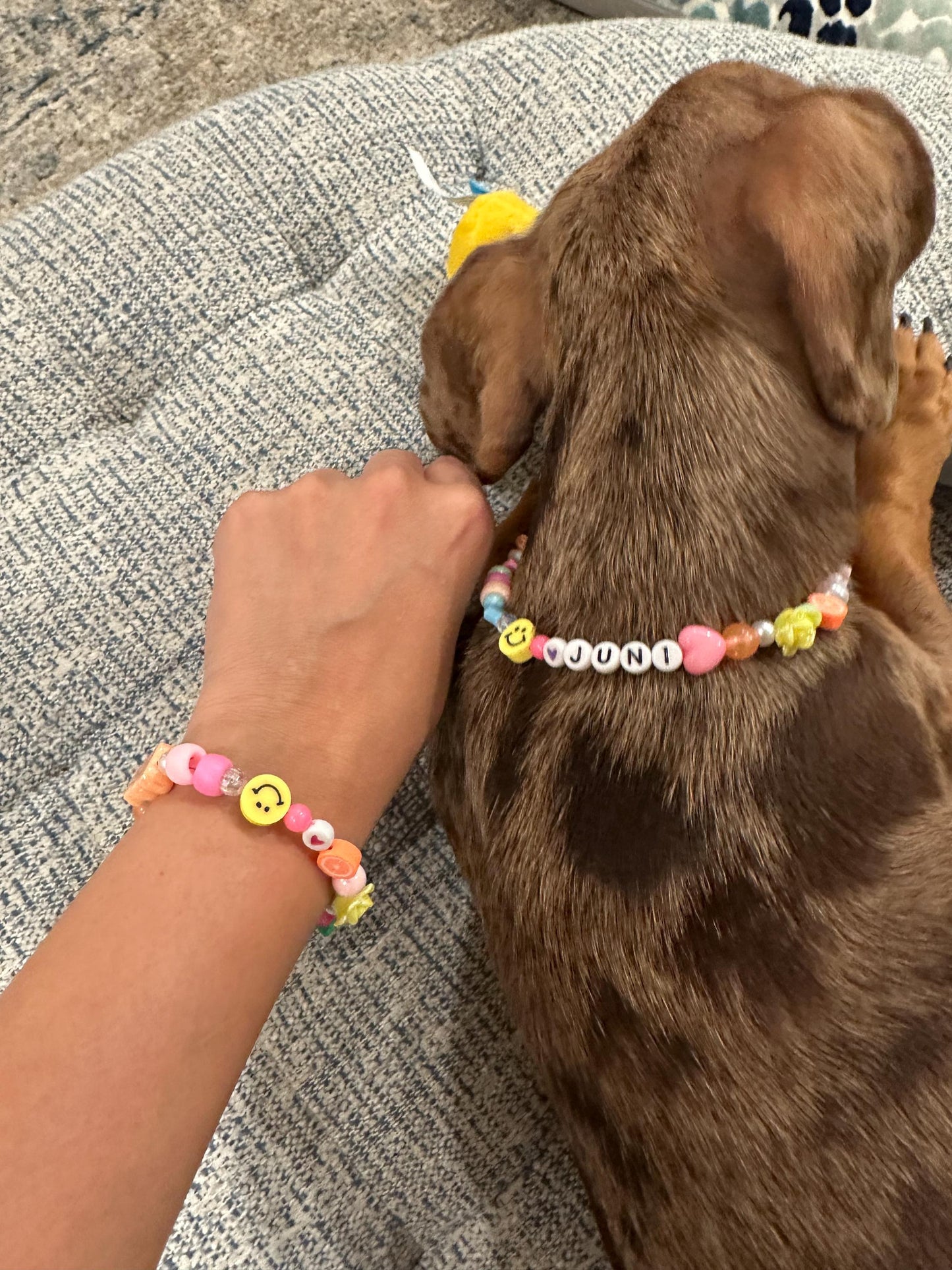 Large Clasp Pet Necklace