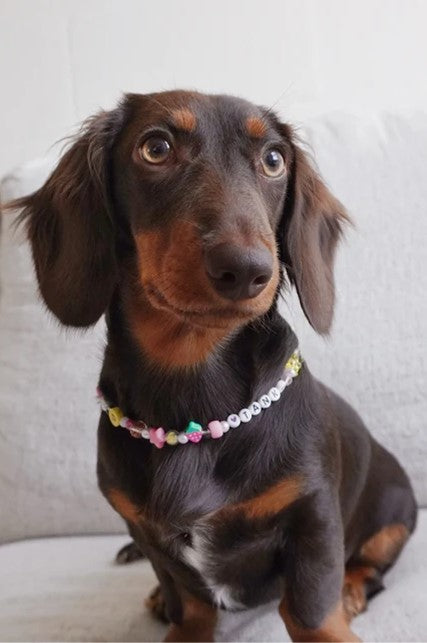 Large Clasp Colourful Beaded Pet Necklace