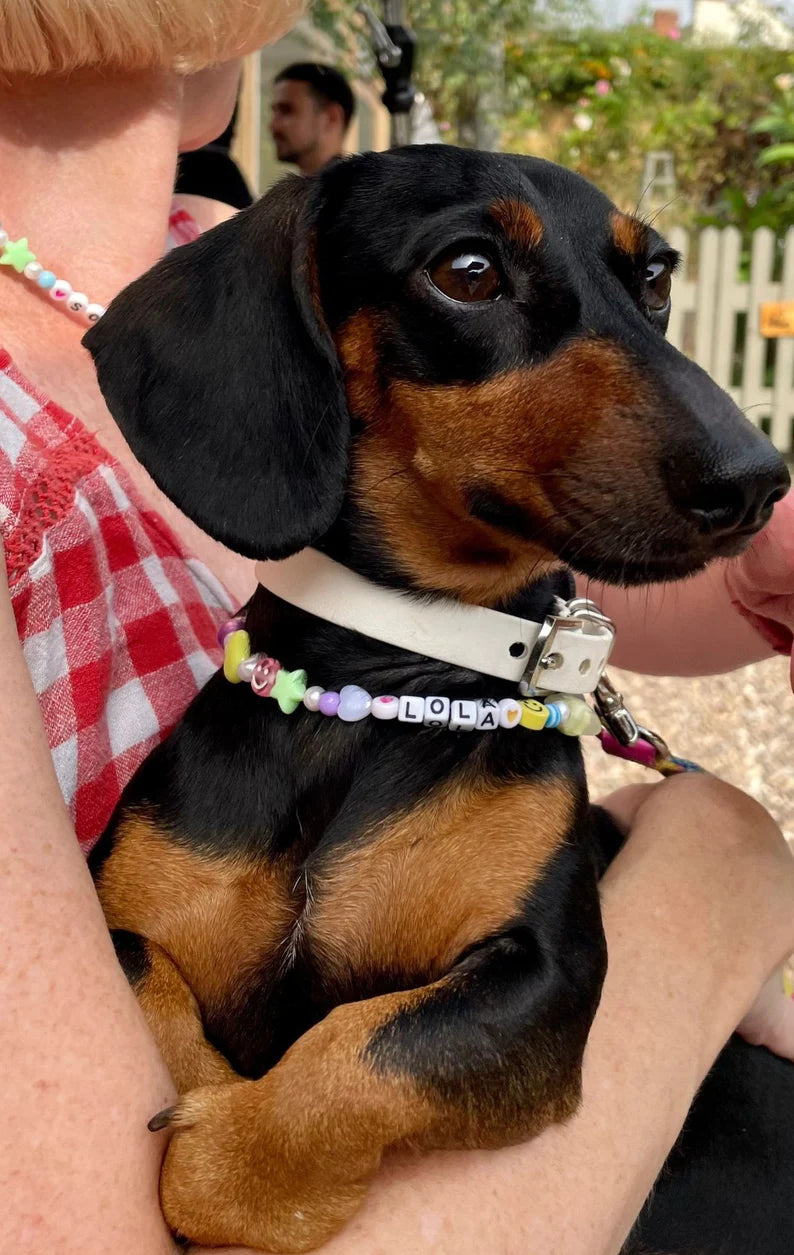 Large Clasp Colourful Beaded Pet Necklace